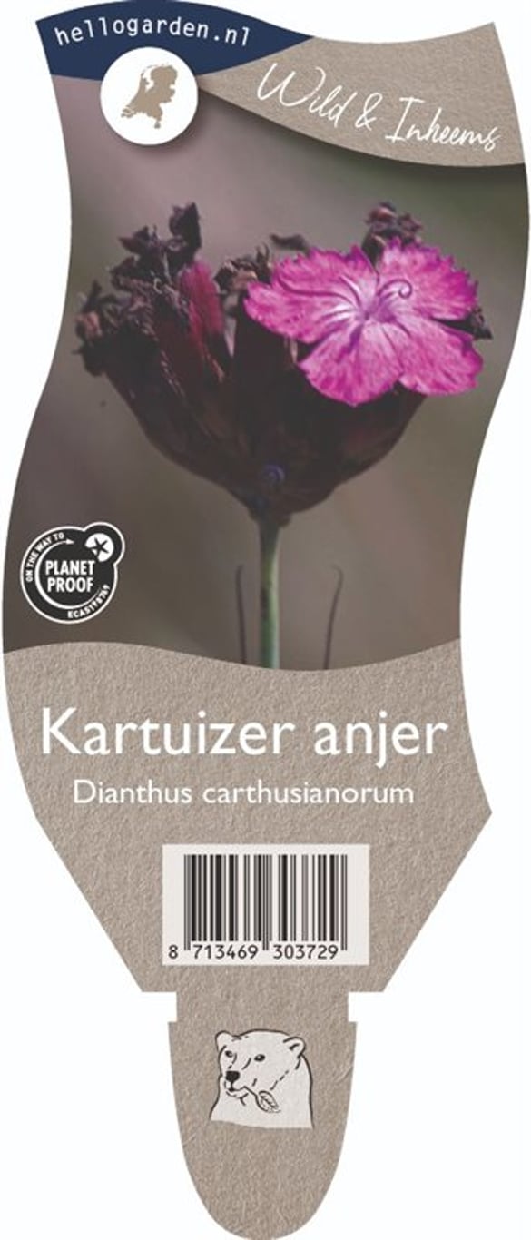 Dianthus carthusianorum - P11